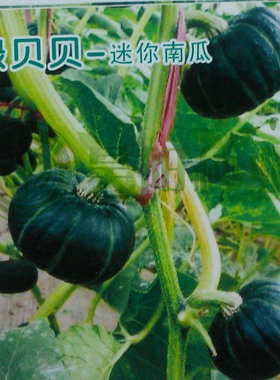 寿光蔬菜蔬果种子/南瓜种子/迷你绿贝贝绿色小南瓜种子 观赏食用
