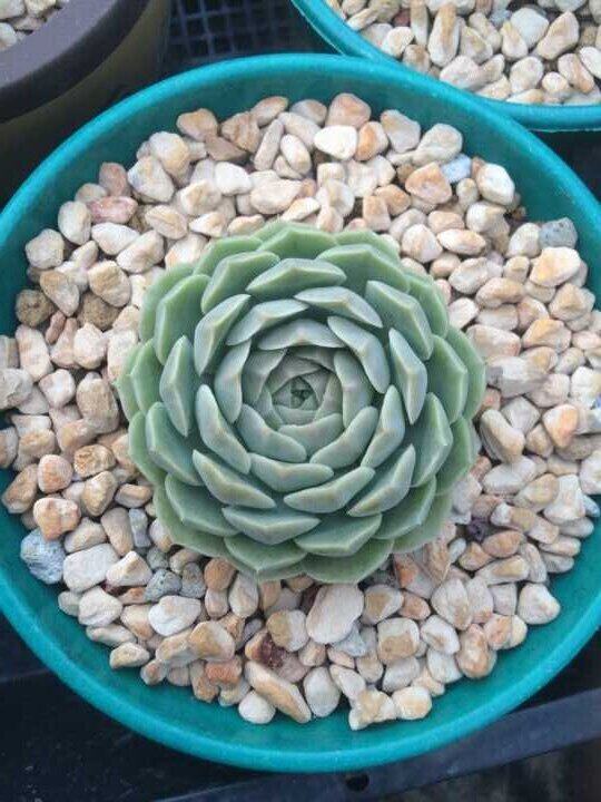 多肉植物 韩国进口「墨姬 墨西哥姬莲」贵货正版叶片 樱桃园艺