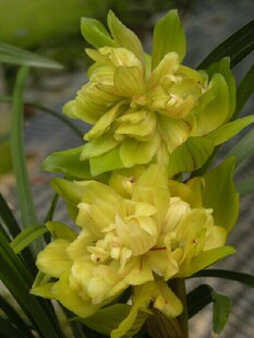 包邮兰花苗 春剑 特大号黄菊 阳台盆栽绿植植物花卉盆景