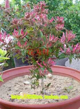 金银花苗红色黄白色花卉响水一号树形四季金银花盆栽盆景树桩