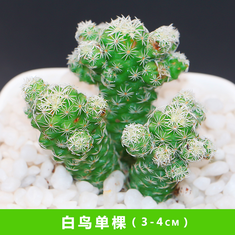 1元抢购白鸟多肉植物室内盆栽绿植花卉组合办公室批发