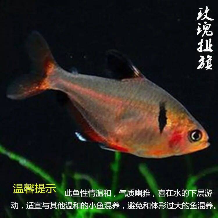玫瑰扯旗剛果美人紫背紅印大勾鈎紅衣夢幻旗黑扯旗魚觀賞魚熱帶魚在類目 寵物/寵物食品及用品, 水族世界, 魚中 - 來自Buy2taobao.com提供專業的淘寶代購服務