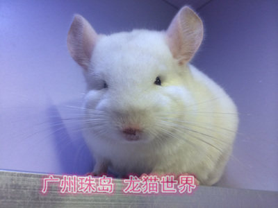 龙猫宝宝 金粉DD 广州实体店  欢迎到店挑选