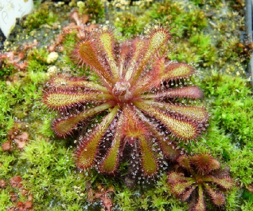 食虫植物-超基茅膏菜 Drosera ultramafica 高