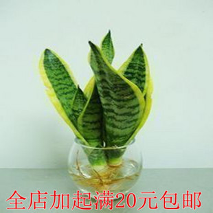 盆栽花卉 水培植物 净化空气 金边虎尾兰 虎皮兰 也可以土种植