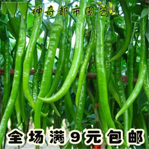 帝王336线椒种子辣椒种子四季蔬菜种孑杭椒高产超辣特长春季种