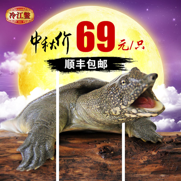 再特价 冷江 野外放养 3-4年甲鱼活体 1.4斤￥69顺丰包邮