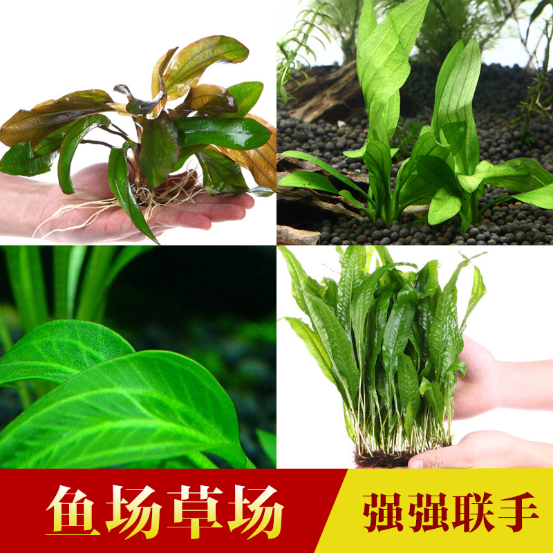 鱼缸水族箱鱼缸造景水草铁皇冠青旦鹿角铁阴性草沉木后景造景水草