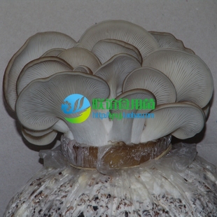 食用菌 菌种 二级种 高温秀珍菇 代表品种 平菇 【农秀18号】原种