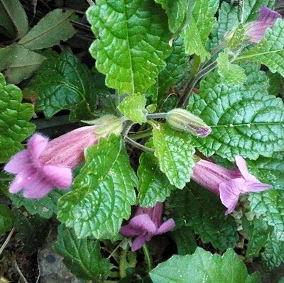 铁芥菜 天目地黄 bu肾良药鲜一斤58元中药材二斤包邮其他食品