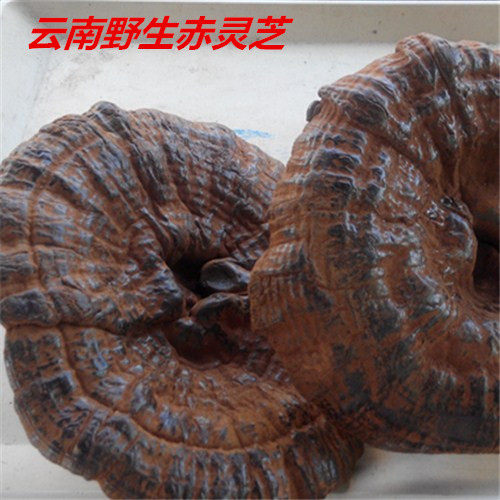 新货灵芝半野生赤灵芝粉灵芝片树舌灵芝中药材煲汤料