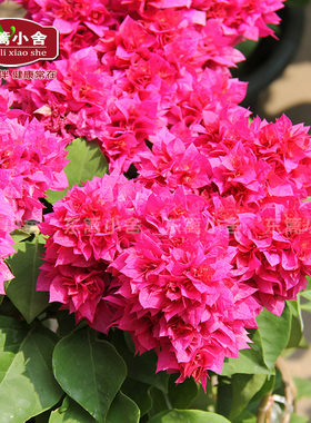 东篱小舍 重瓣红 怡红　怡锦　粉重　重橙三角梅 原盆发实拍照