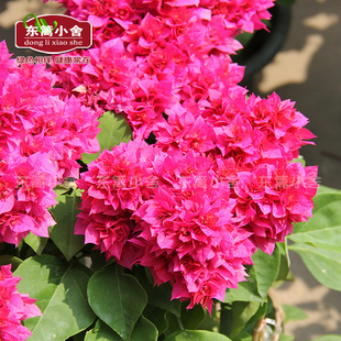 东篱小舍 重瓣红 怡红　怡锦　粉重　重橙三角梅 原盆发实拍照