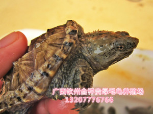 金牌佛鳄龟小苗