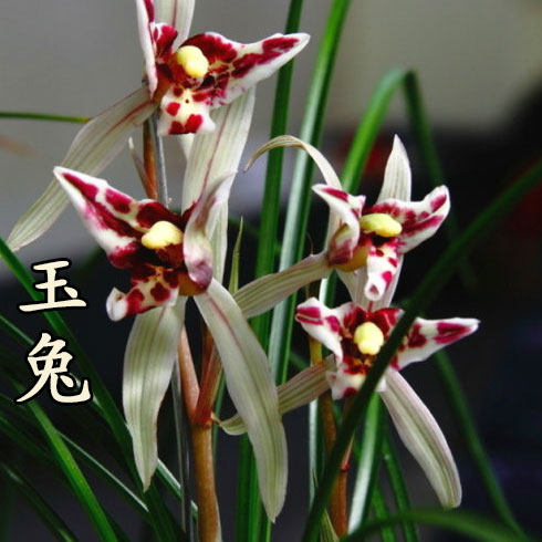 清仓价正品兰花莲瓣兰蕊蝶奇花玉兔易养绿植盆栽 免邮