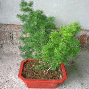 四季常青八仙蓬莱松盆景客厅办公室植物盆栽水松长寿绣球松