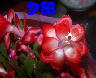 夕阳 舞者 缤纷公司蟹爪兰 带花蕾A70 B90 可接叶仙 木麒麟仙人掌