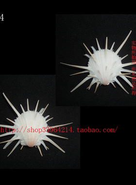 双壳纲7CM 美国海菊蛤 色彩 8304