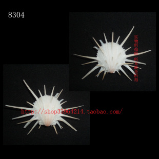 双壳纲7CM 美国海菊蛤 色彩 8304