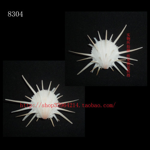 双壳纲7CM 美国海菊蛤 色彩 8304