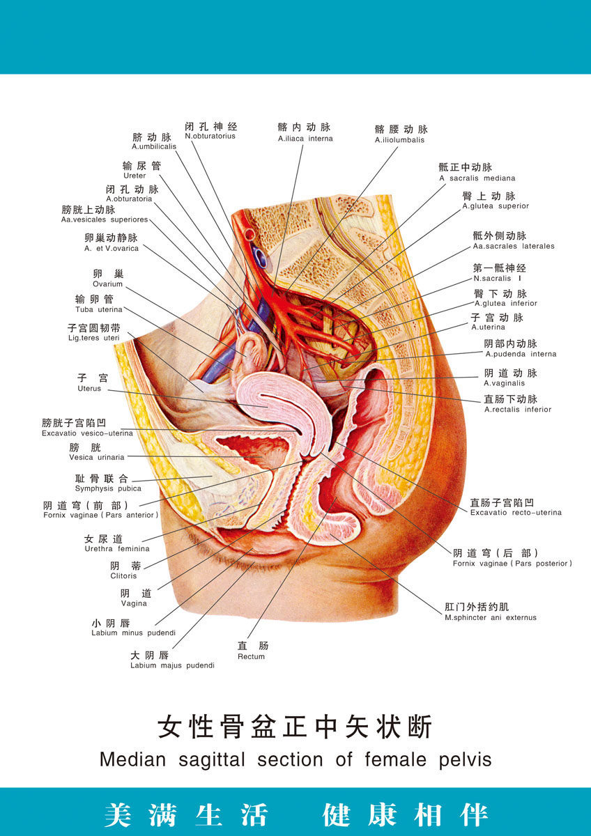 729海报印制展板写真喷绘贴纸284医院女性骨盆正中矢状断图