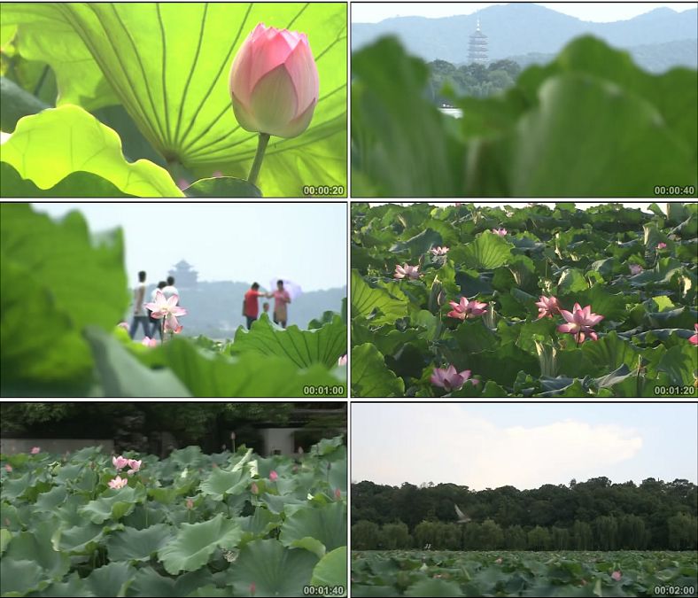 杭州西湖上的荷花荷叶特写/中国高清实拍视频素材