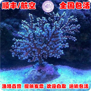 珍珠蓝海树 活体珊瑚海水鱼缸LPS印尼进口活的珊瑚快递发货包活