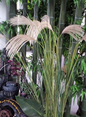 新品仿真植物芒草叶芦苇花单枝芒叶电影干花假山水工程装饰直销