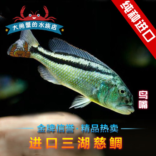 三湖慈鲷鸟嘴金火令码头斯拉