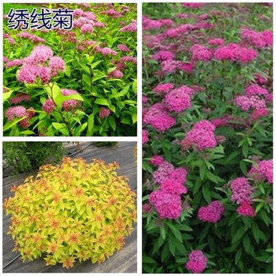 绣线菊盆栽地栽庭院植物绿化苗木