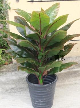 仿真植物假树叶盆栽象腿蕉叶子1米落地美人叶树盆景工程装饰直销