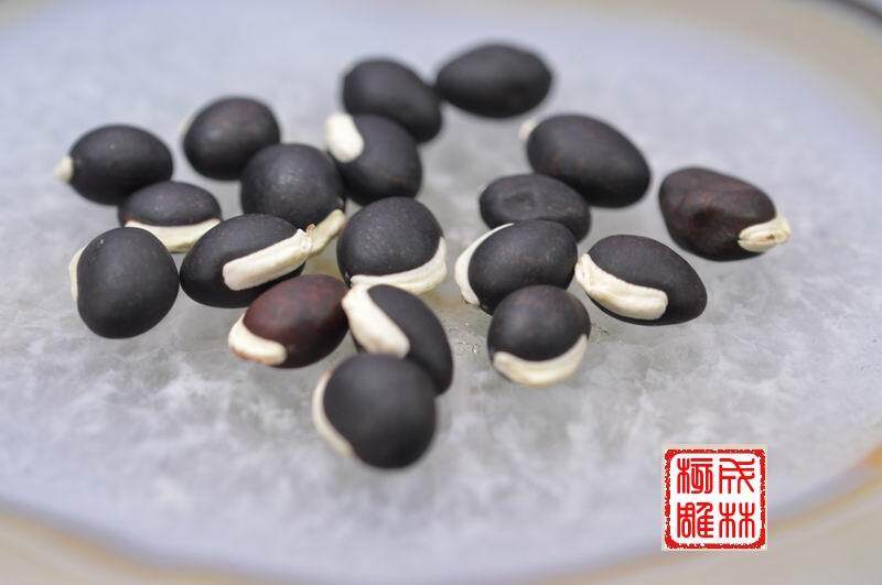 黑木鱼果菩提子 可做手串 佛珠及收藏等 滴血莲花菩提子