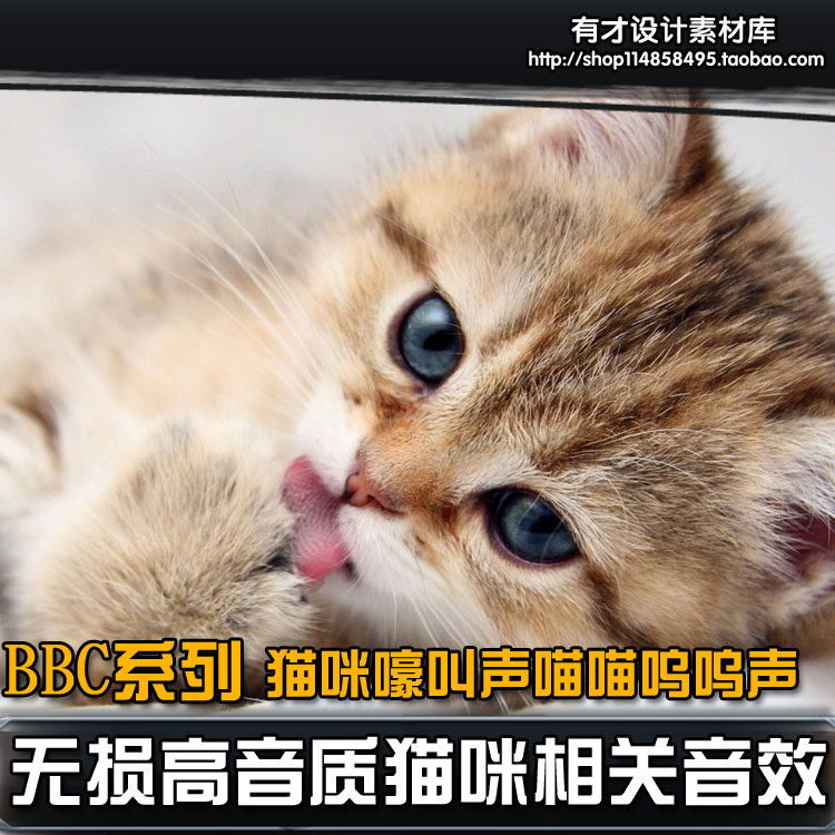 高音质游戏影视音效猫咪喵叫嚎叫吃东西声撒娇发怒呜呜声相关音效