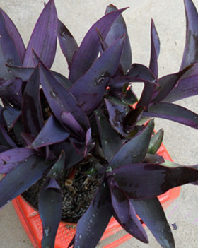 室内阳台花园盆栽紫罗兰鸭跖草吊兰垂吊紫叶草进化空气紫竹梅紫色