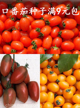 圣女果种籽四季千禧红黄紫色小番茄西红柿种籽蔬菜种孑农家春播