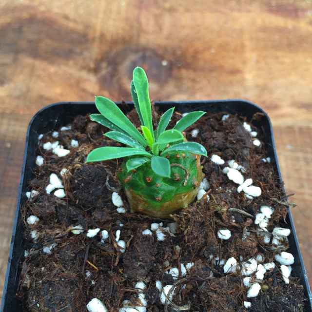 多肉故事馆 多肉植物 艳日伞 色彩斑斓带盆栽好 奇趣进口盆栽 返利网