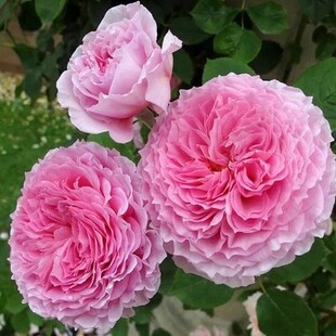 欧月--詹姆斯高威James Galway月季玫瑰花苗