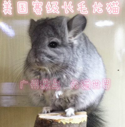 美国 安哥拉 赛级长毛 标灰MM 龙猫3号 （现售实拍）欢迎到店挑选