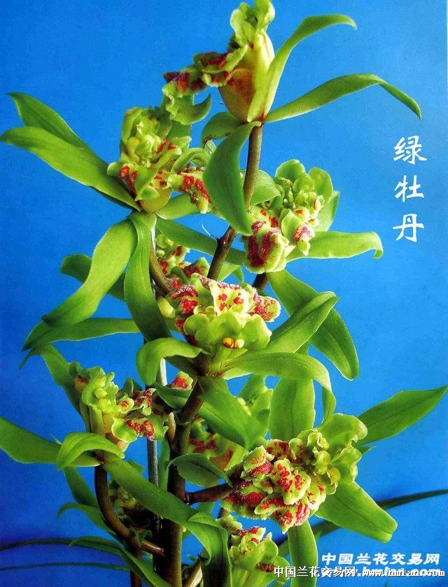 包邮兰花苗 蕙兰 绿牡丹 阳台盆栽绿植植物花卉盆景