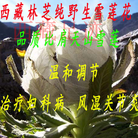 250g包郵 西藏林芝純野生雪蓮花 比肩天山雪蓮在類目 傳統滋補營養品, 其他傳統滋補品, 傳統滋補品其他中 - 來自Buy2taobao.com提供專業的淘寶代購服務