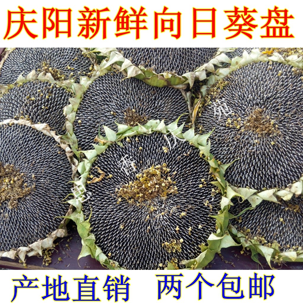 西北甘肃特产2026庆阳新鲜葵花盘向日葵头太阳花籽拍两个包邮瓜子