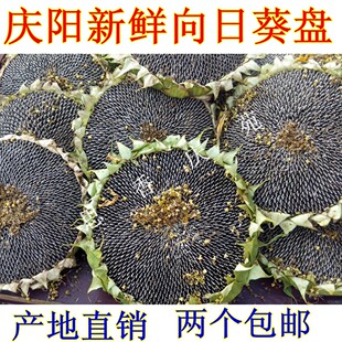 西北甘肃特产2026庆阳新鲜葵花盘向日葵头太阳花籽拍两个包邮瓜子