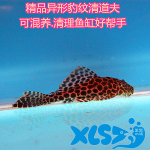 观赏鱼热带鱼活体异形鱼豹纹清道夫琵琶清道夫清理鱼缸吃垃圾鱼