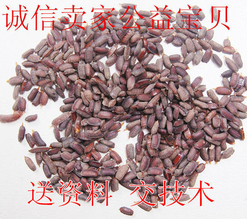 土元卵无杂质优质新鲜免费提供养殖技术250g多要多拍厂家直销