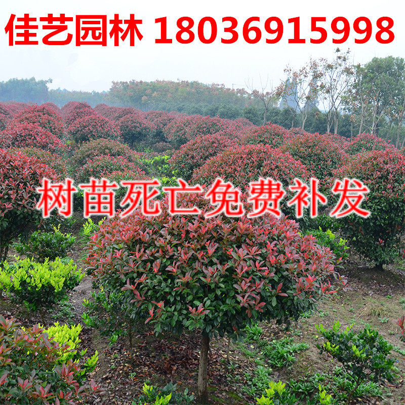 绿化小区庭院四季常青红叶石楠球