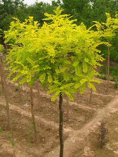 庭院绿化行道树木绿化苗木金叶槐树黄金槐金枝国槐金枝槐规格齐全