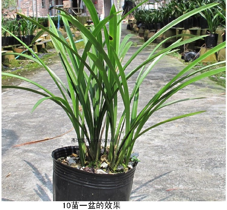 清香四季兰花好活兰花雪一般洁白的花建兰铁骨素 花多 包邮