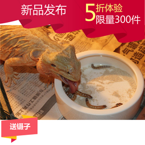 爬虫防逃食盆昆虫大麦虫杜比亚防逃逸守宫蜥蜴蜘蛛水盆大中小号盆