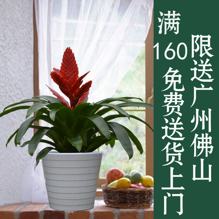室内花卉 莺歌凤梨彩色峡谷 开业送礼净化空气吸甲醛植物盆栽含盆