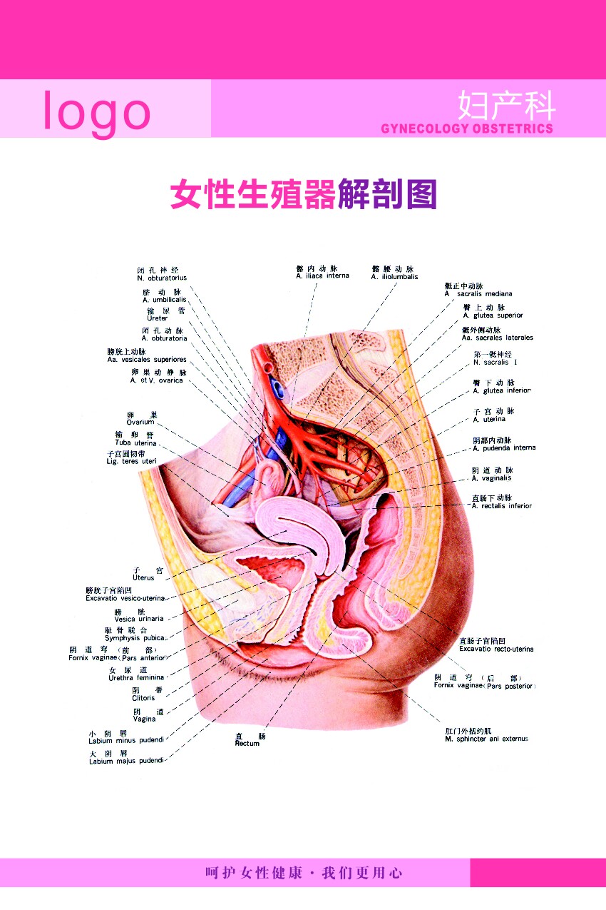 756海报印制展板写真喷绘925医院妇产科挂图女性生殖器解剖图